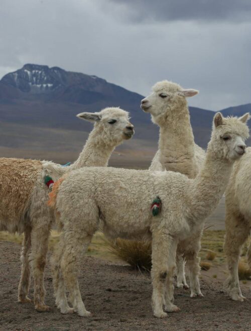 TREKKING COLCA CANYON 4D/3N HUARURO WATERFALL