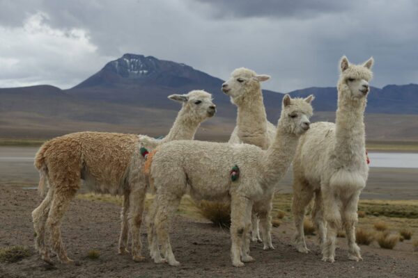 TREKKING COLCA CANYON 4D/3N HUARURO WATERFALL
