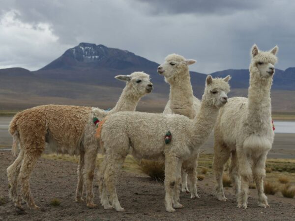 TREKKING COLCA CANYON 4D/3N HUARURO WATERFALL