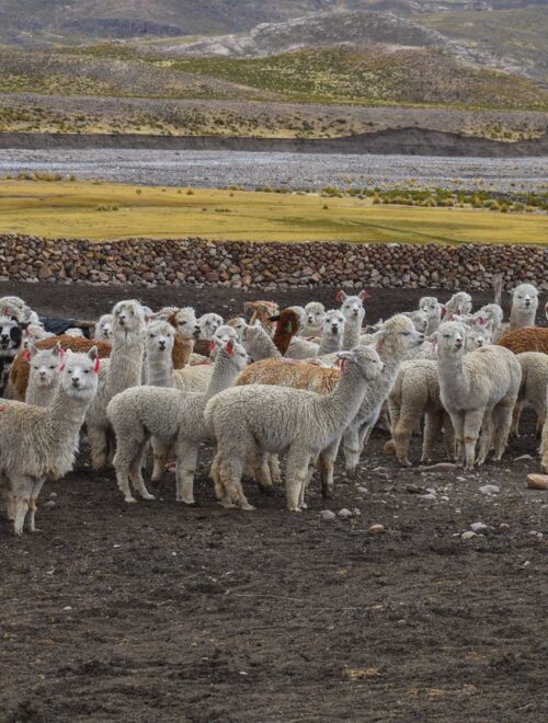 TREKKING COLCA CANYON 3 DAYS 2 NIGHTS LLAHUAR TREK