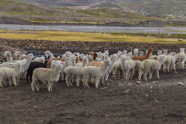 TREKKING COLCA CANYON 3 DAYS 2 NIGHTS LLAHUAR TREK