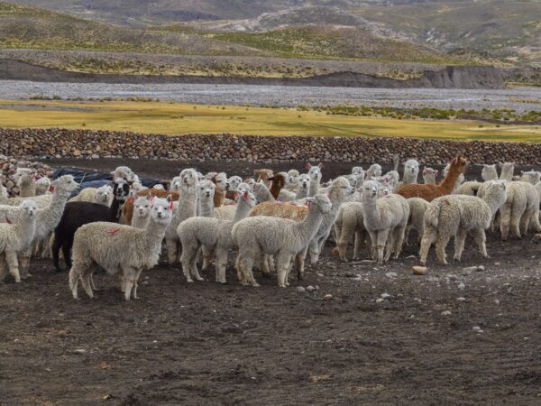 TREKKING COLCA CANYON 3 DAYS 2 NIGHTS LLAHUAR TREK